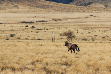 Gemsbok or gemsbuck oryx walking in field