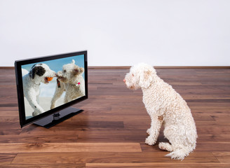 Hund sitzt vor Fernseher