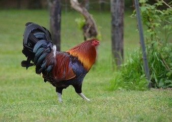 Rooster in outdoor setting
