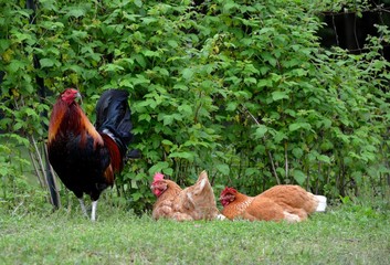 Rooster with hens