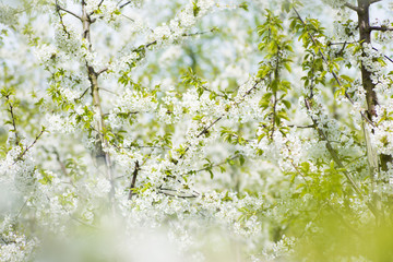 Apfelblütenfeld im Frühling