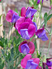 Sweet Peas ( Lathyrus odoratus) of the heritage variety Cupani