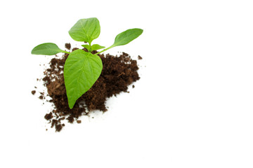 Pepper seedling on white background