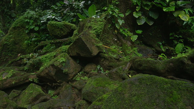 Medium panning shot of moss on rocks in forest / Santa Juana, , Costa Rica