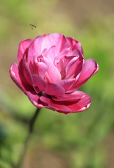Fototapeta premium violet tulip