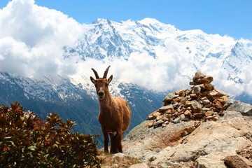 Obraz premium bouquetin devant le mont blanc