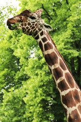 Giraffe eating green leaves on the tree in Kiev zoo, Ukraine