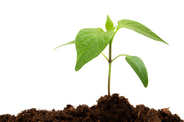 Pepper seedling on white background