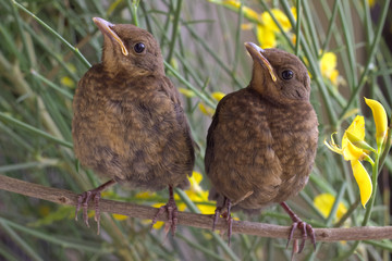 Chicks. Thrush.