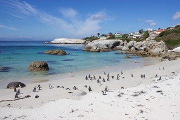 Famous Penguin Colony on Boulders Beach in South Africa