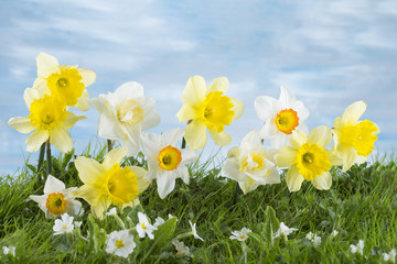 Fototapeta premium Jonquilles
