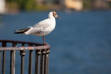 Seagull. Lake Como, Italy