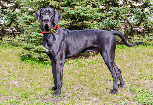 Great Dane profile. The Great Dane is on the grass.