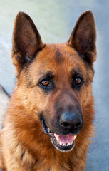 Brown German Shepherd Dog Close Up Portrait