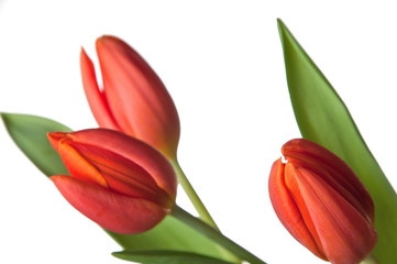 Tulipany - 82500061