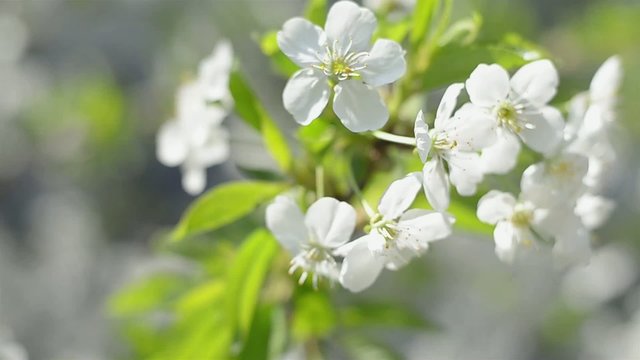 White inflorescence flower