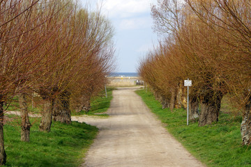 Kopfweidenallee (Salix spec.)