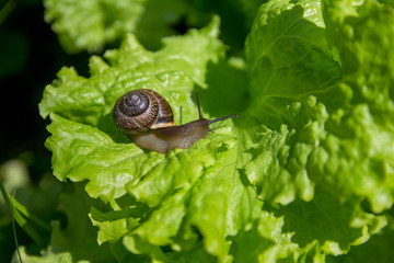 little snail on the leaf of lettuce