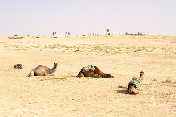 Camels, Sahara deserts, Tunisia