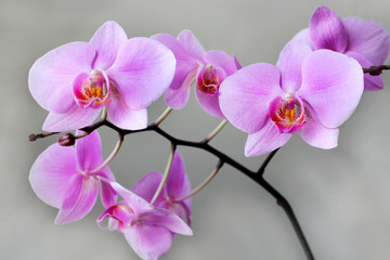 Naklejka na ściany i meble beautiful branch of a blossoming pink orchid