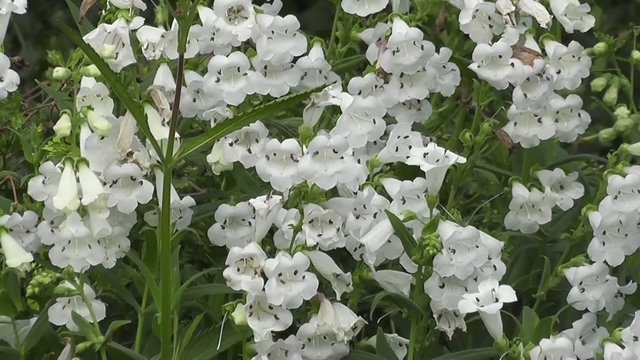 Innocent White Summer Penstemon Flowers