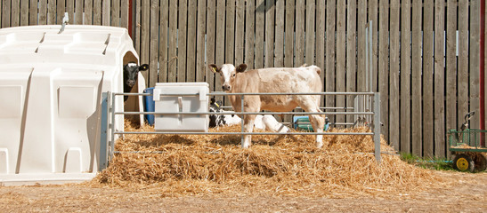 Charolais cross calf standing in pen