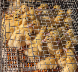 Obraz premium Domestic yellow ducklings on a Wire Cage