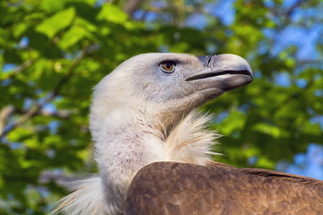 Griffon vulture (Gyps fulvus)
