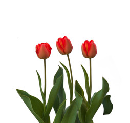 Red tulips on a white background