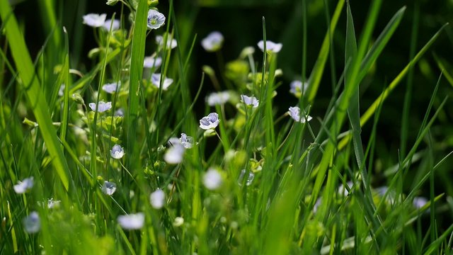 Fr&uuml;hlingsbl&uuml;ten