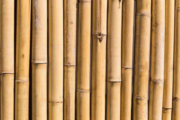 bamboo