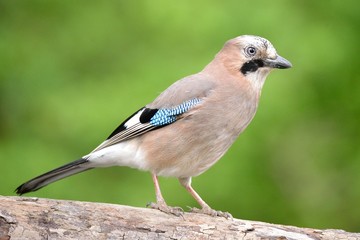 Ghiandaia