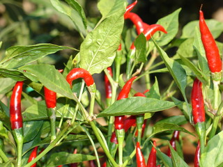 Peperoncino Rosso