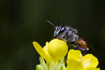 a bee is perched on yellow flower