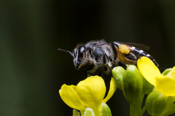 a bee is perched on yellow flower