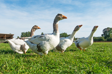Gänse auf dem Bauerhof