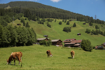 alpine meadows.