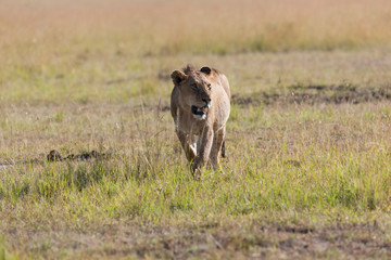 Fototapeta premium Lion