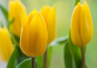 Naklejka premium Żółte tulipany