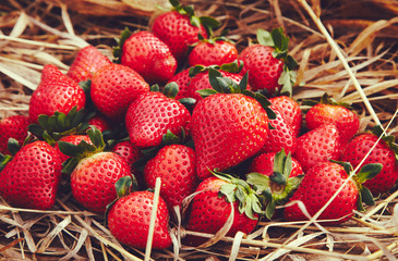 Strawberries with leaves on grass