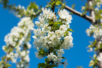 Blüten auf Kirschbaum