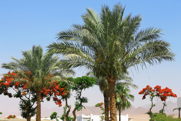Fototapeta na wymiar Palm tree against blue sky. Tropical nature
