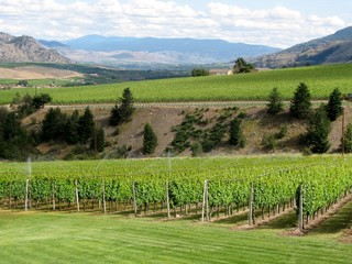 Fototapeta premium Irrigation system on a wine field. Okanagan Valley, British Columbia, Canada. 