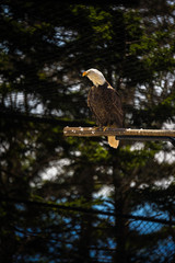 American Bald Eagle