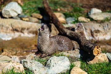 River otters of North Carolina