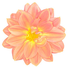 Dahlia flower isolated