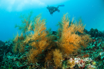 Fototapeta na wymiar scuba diving diver kapoposang sulawesi indonesia underwater