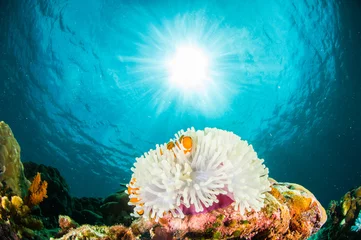 Printed kitchen splashbacks Diving Anemonefish kapoposang Indonesia hiding inside anemone diver