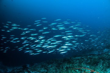 Fototapeta na wymiar schooler fish barracuda kapoposang indonesia scuba diver