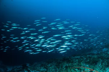 Foto auf Alu-Dibond Schulfisch Barracuda Kapoposang Indonesien Taucher © fenkieandreas